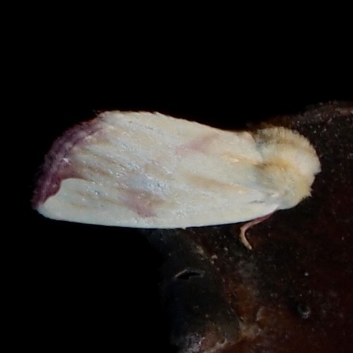 Thurberia Bollworm photo 5