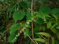 Condea