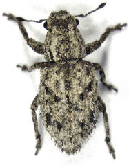 Floresianus sordidus