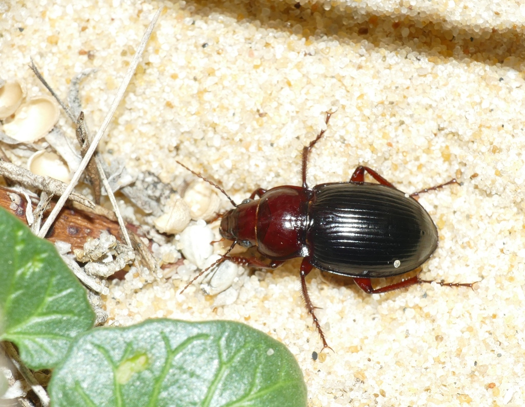 Zabrus inflatus