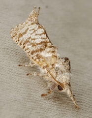 Givira francesca