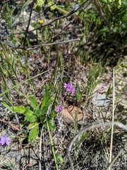 Sibaropsis hammittii