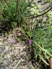 Sibaropsis hammittii