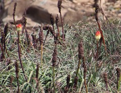 Kniphofia caulescens