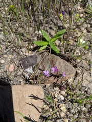 Sibaropsis hammittii