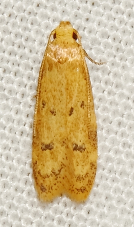 Gerdana