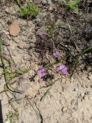 Sibaropsis hammittii