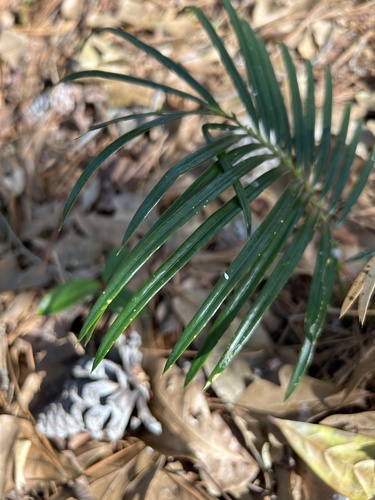 Foto de Sagu-de-jardim