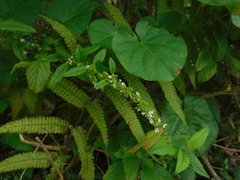 Condea