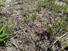 Sibaropsis hammittii