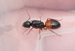 Camponotus sansabeanus
