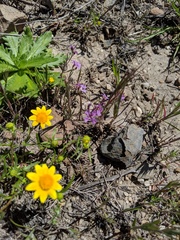 Sibaropsis hammittii