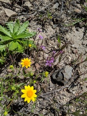 Sibaropsis hammittii