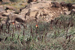Kniphofia caulescens