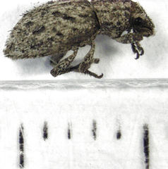 Floresianus sordidus
