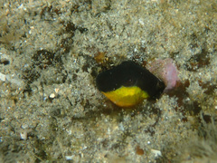 Microlipophrys canevae