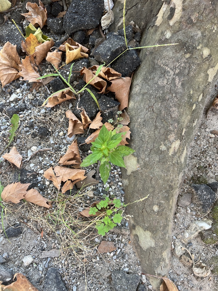 common copperleaf from Stony Brook University, Stony Brook, NY, US on ...