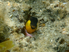 Microlipophrys canevae