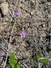 Sibaropsis hammittii