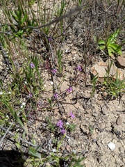 Sibaropsis hammittii