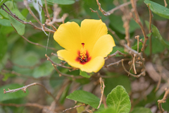 Quattensis hibiscus (Hibiscus quattenensis)