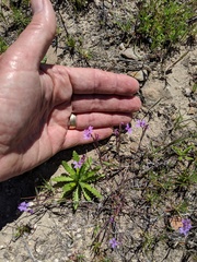 Sibaropsis hammittii