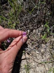 Sibaropsis hammittii