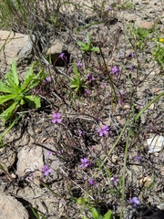 Sibaropsis hammittii