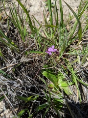 Sibaropsis hammittii