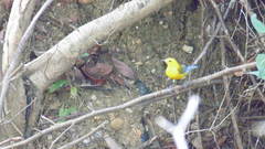Protonotaria citrea