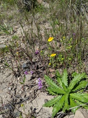 Sibaropsis hammittii