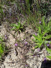 Sibaropsis hammittii