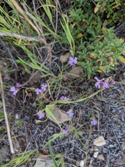 Sibaropsis hammittii