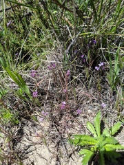 Sibaropsis hammittii