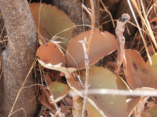 Kalanchoe orgyalis, photograph 6
