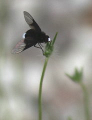 Ogcodocera leucoprocta