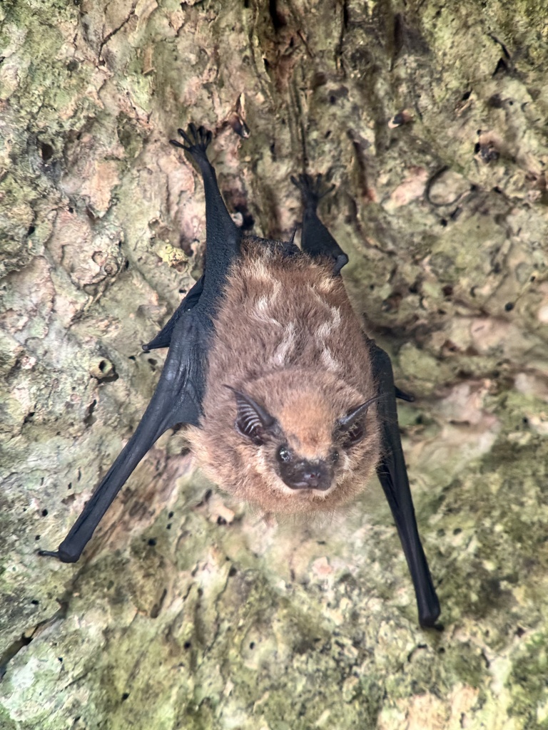 Lesser Sac-Winged Bat