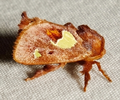 Euclea nanina