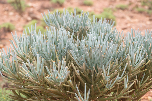 Tree Euphorbia (Euphorbia arbuscula)