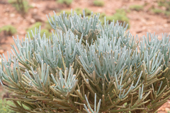 Tree Euphorbia (Euphorbia arbuscula)