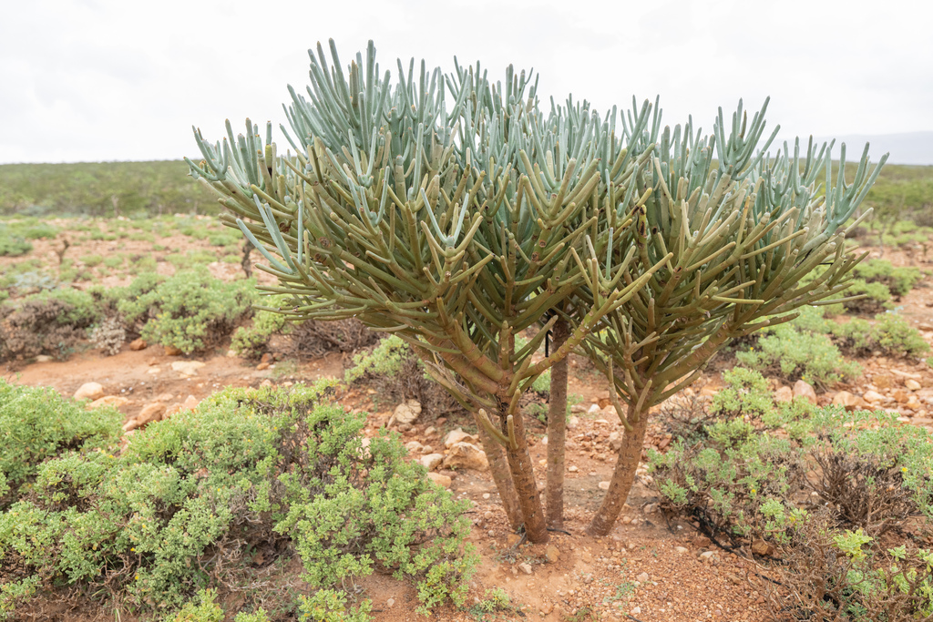 Euphorbia arbuscula; photograph (c) Morten Ross, some rights reserved (CC BY)