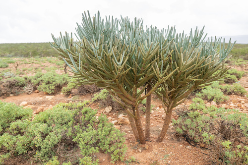 Euphorbia arbuscula