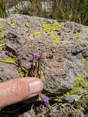 Sibaropsis hammittii