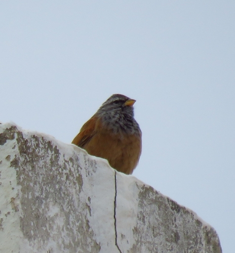 Escribano sahariano (Emberiza sahari)