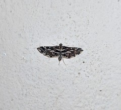 Diasemiopsis ramburialis
