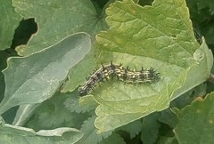 Nymphalini