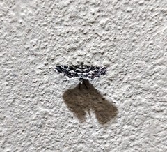 Diasemiopsis ramburialis