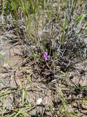 Sibaropsis hammittii
