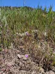 Sibaropsis hammittii