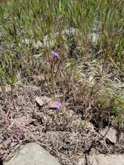 Sibaropsis hammittii